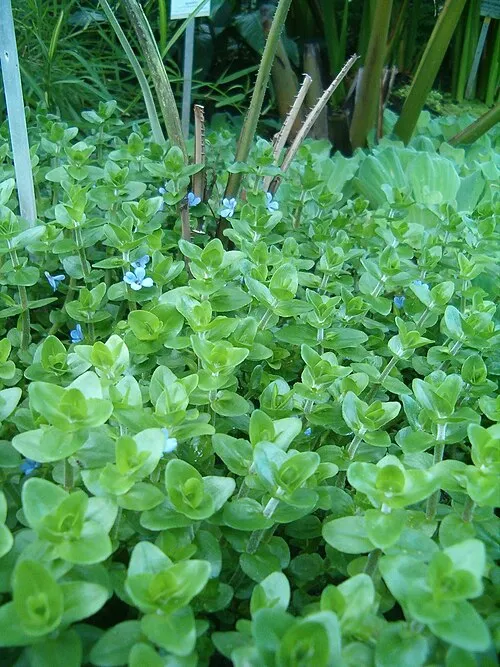 Bacopa Monnieri plant