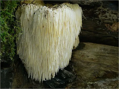 Lion's Mane Mushroom