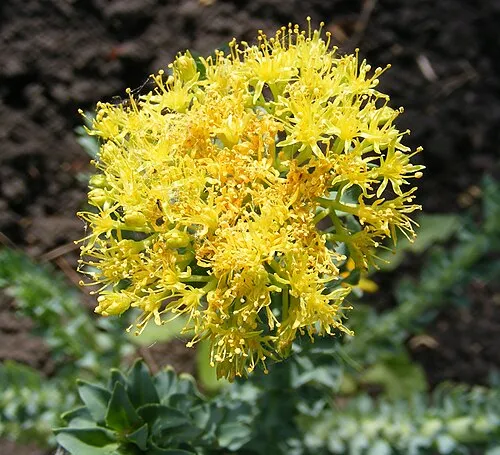 Rhodiola Rosea plant